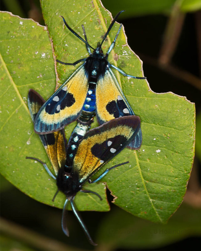 Mating Moths