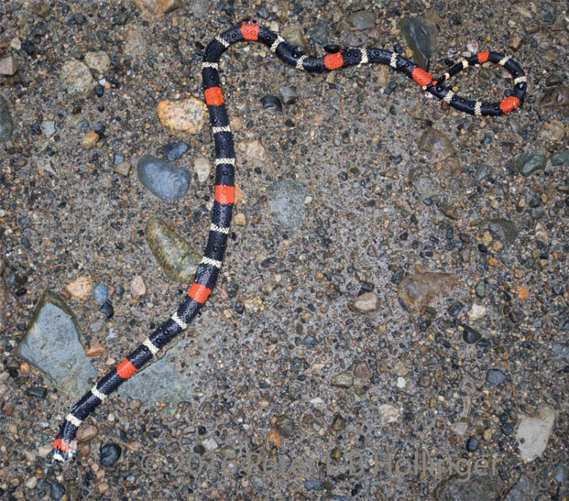 Roadkill Andean Coral Snake