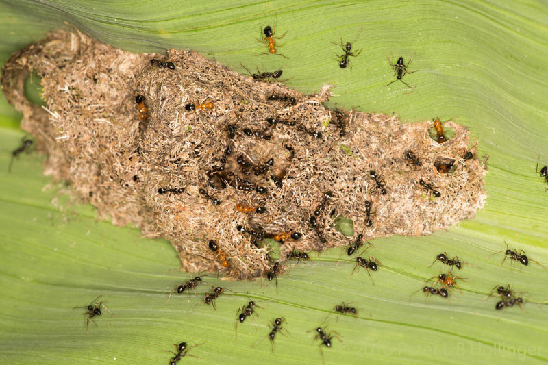 ant nest under ginger leaf