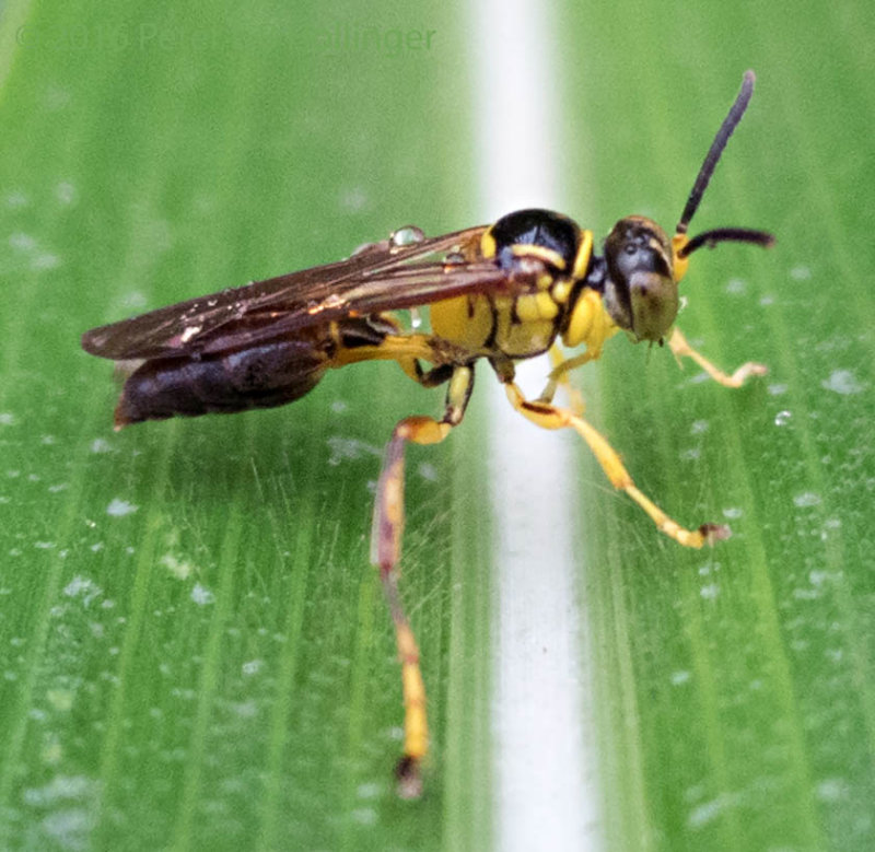 Little Wasp
