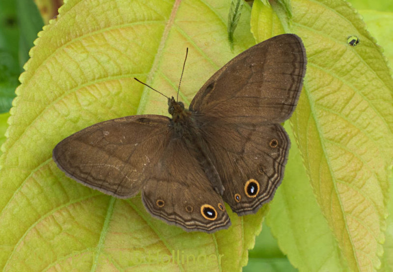 brown butterfly