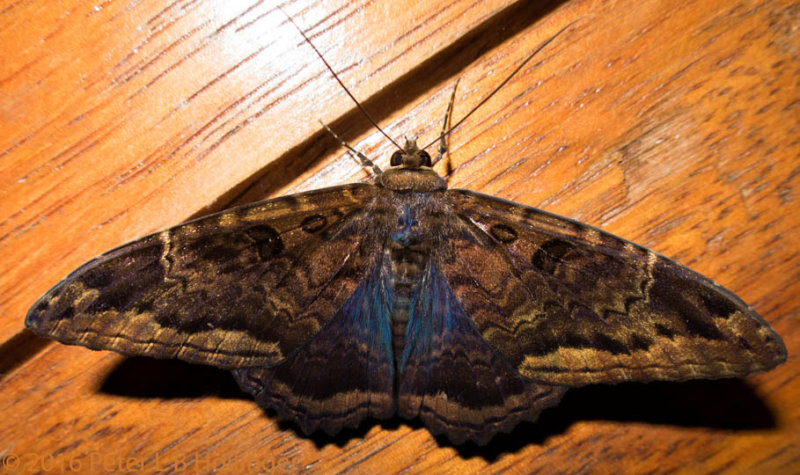 Moth with blue tint