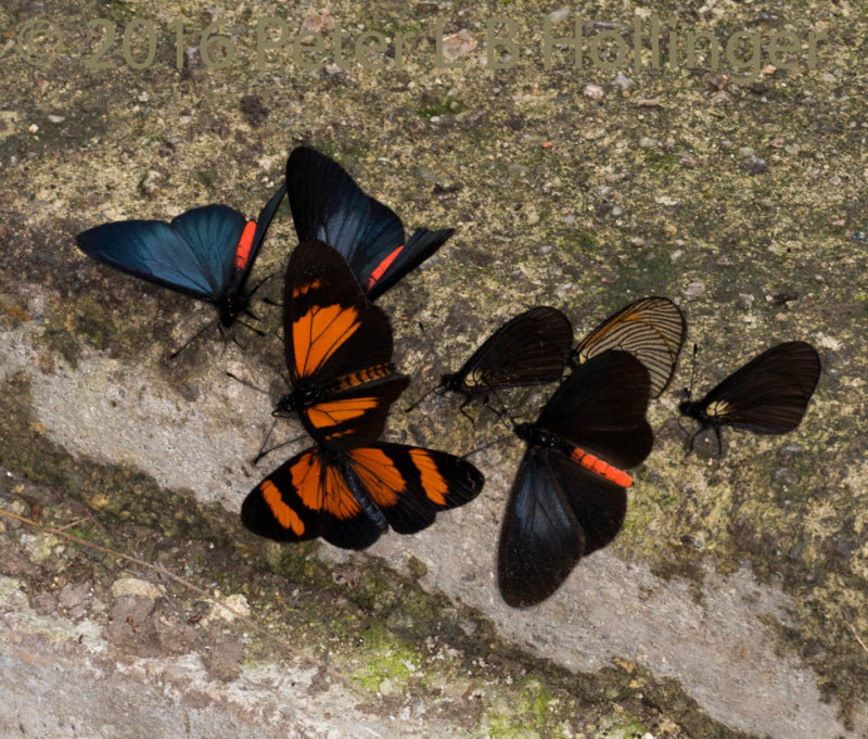 butterflies at lick