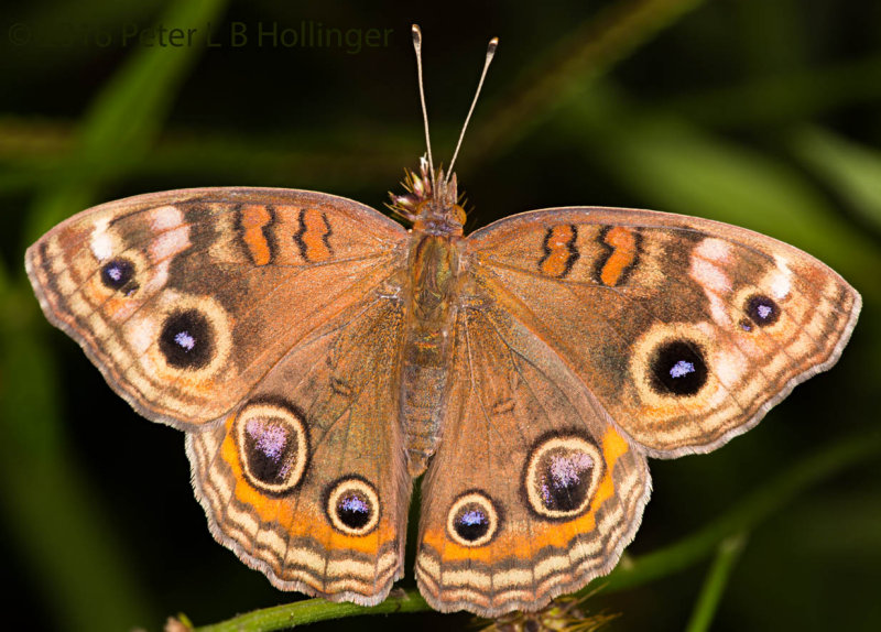 Brushfoot Butterfly - Dorsal