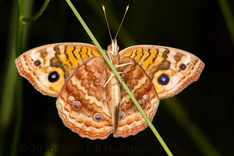 Brushfoot Butterfly - Ventral