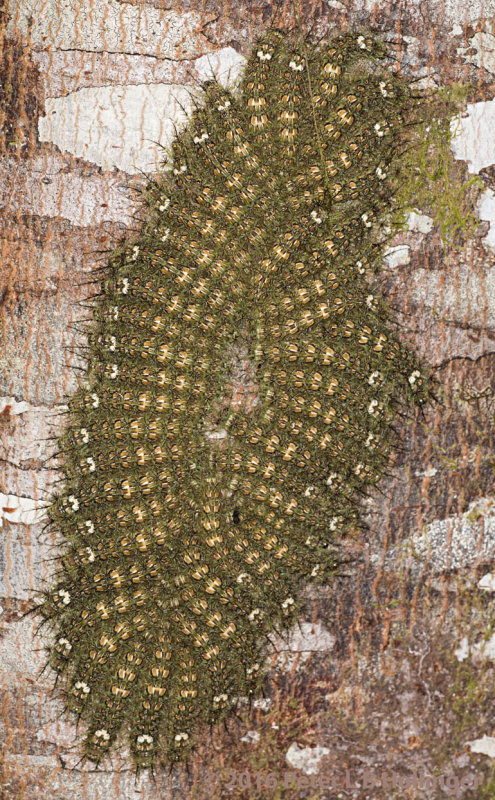 Caterpillar oval formation on tree