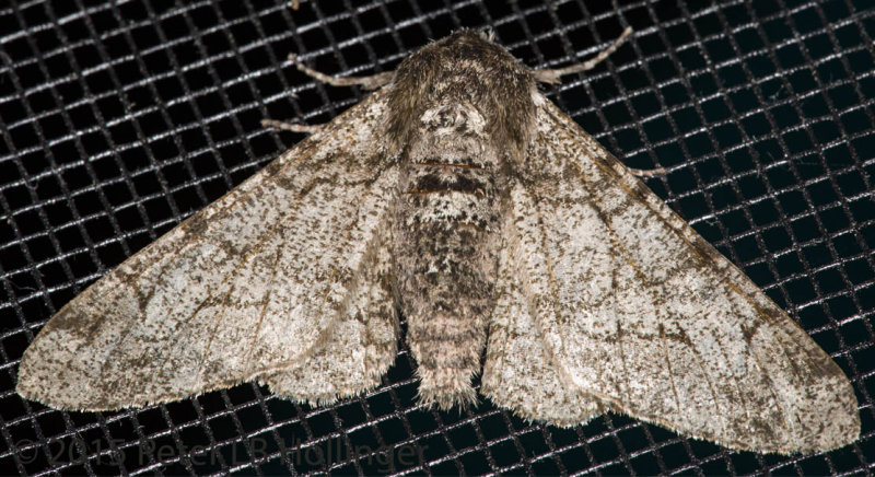 ph_9080 moth.jpg