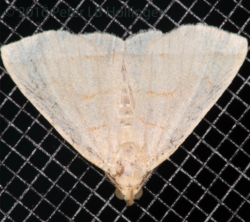 ph_9085 moth.jpg