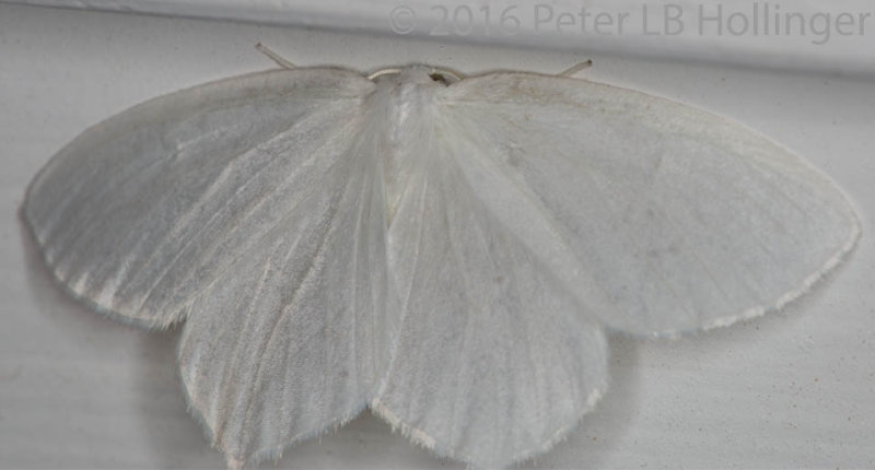 ph_9093 moth.jpg