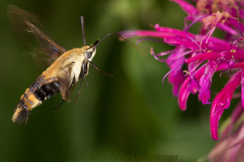 Snowberry Clearwing Moth (Hemaris diffinis) at Monarda