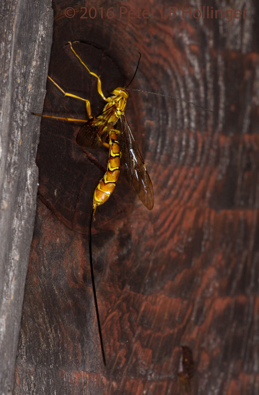 Giant Ichneumon (Megarhyssa greenei) 50