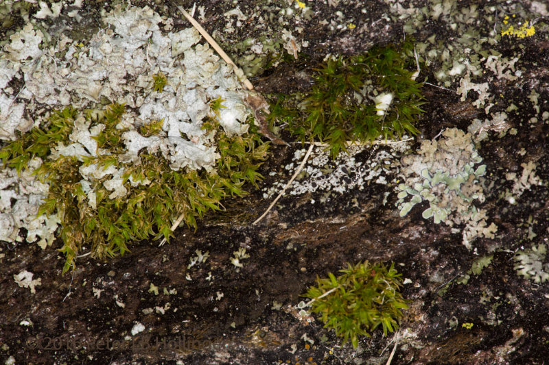 Mosses and Lichens