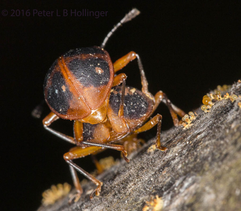 Copulating Beetles with Slime Molds (rear view)