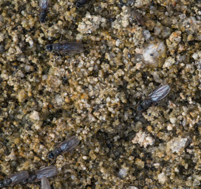 Alkali Flies at Mono Lake 