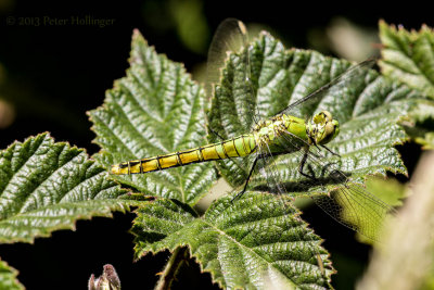 Dragonfly on Raspberry