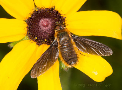 Chocolate-brown Fly