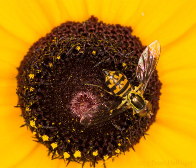 Hoverfly on Rudbeckia