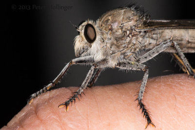 Robber Fly at Panum Crater