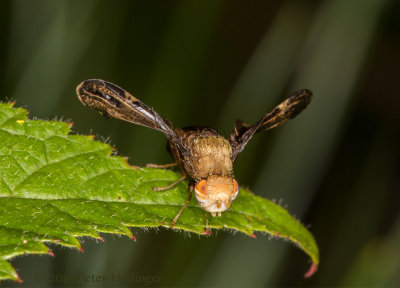 Eurosta comma