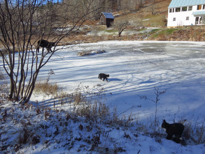 The cats love it when the pond is frozen