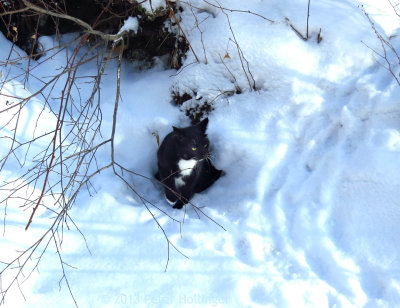 Rocky emerges from the porcupine den