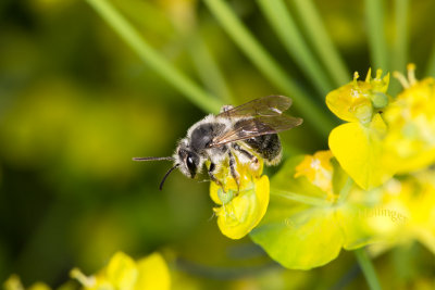 Bee on Spurge