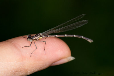 Odonata