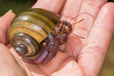 Caribbean Hermit Crab (<i>Coenobita clypeatus</i>) Emerging