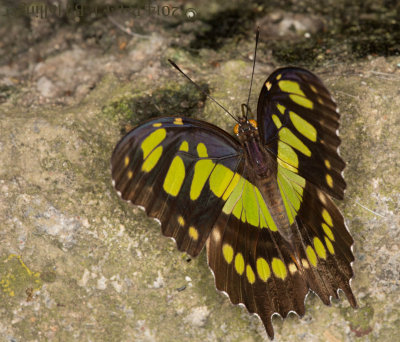 Half-open Malachite