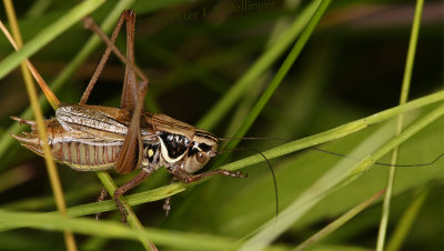 Roesels Katydid (Metrioptera roeselii)