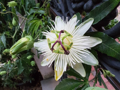 Passiflora chez Ricci