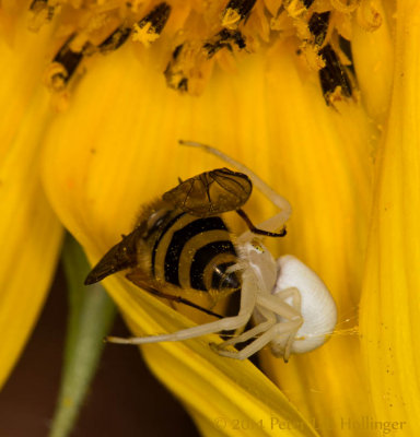 <i>Misumena</i> Crab Spider