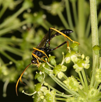 Bugs love Angelica!