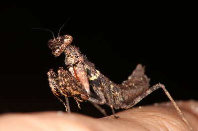 Little Praying Mantis - Pseudomiopteryx?