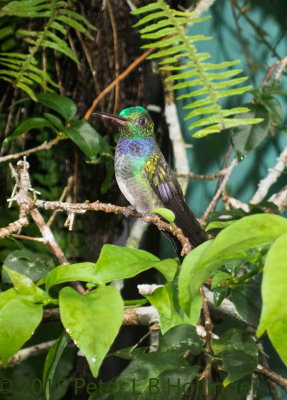 Blue-chested Hummingbird (Amazilia amabilis)