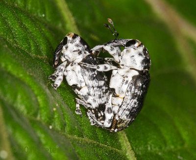 Copulating Weevils