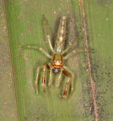 <i>Lyssomanes</i> jumping spider under palm leaf