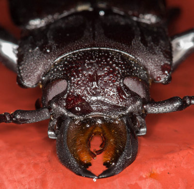 Beetle Face crop