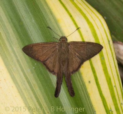 Long-tailed skipper (<i>Urbanus simplicius</i>?)