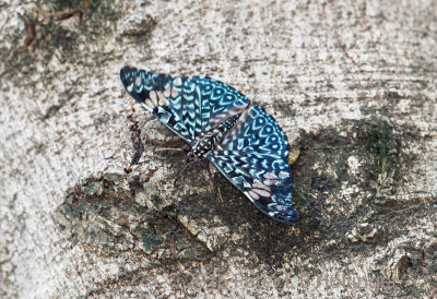 Hamadryas butterfly