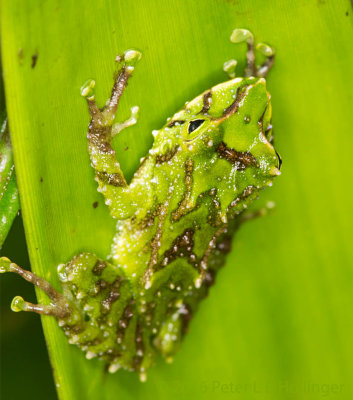 Tree Frog in Bromeliad