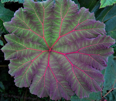 Young Gunnera Leaf