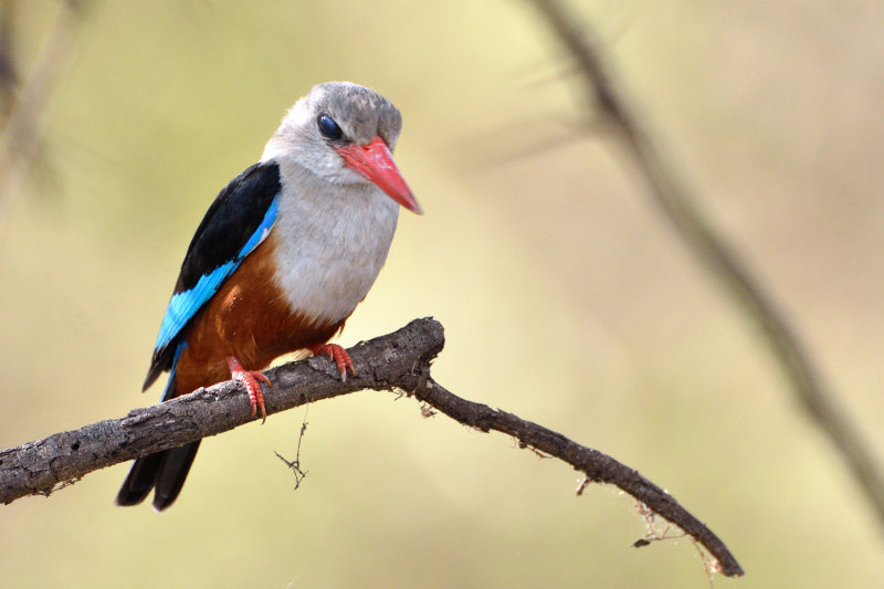 Woodland Kingfisher