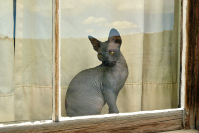 The cat in the window