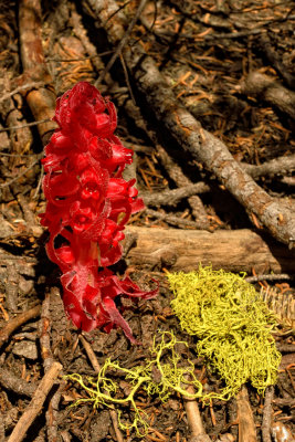 Snow Plant