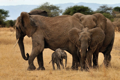Elephants