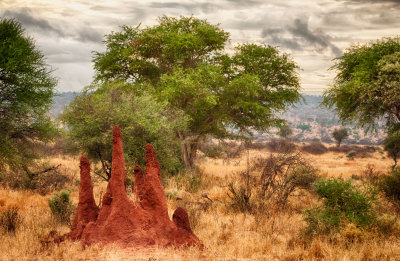 Termite mound