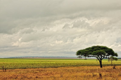 Silale Swamp