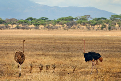 Ostrich family