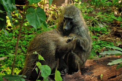 Olive Baboon